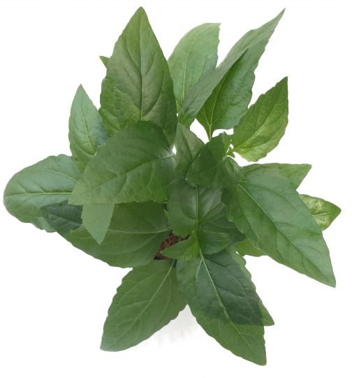 Acmella repens ( large pot)