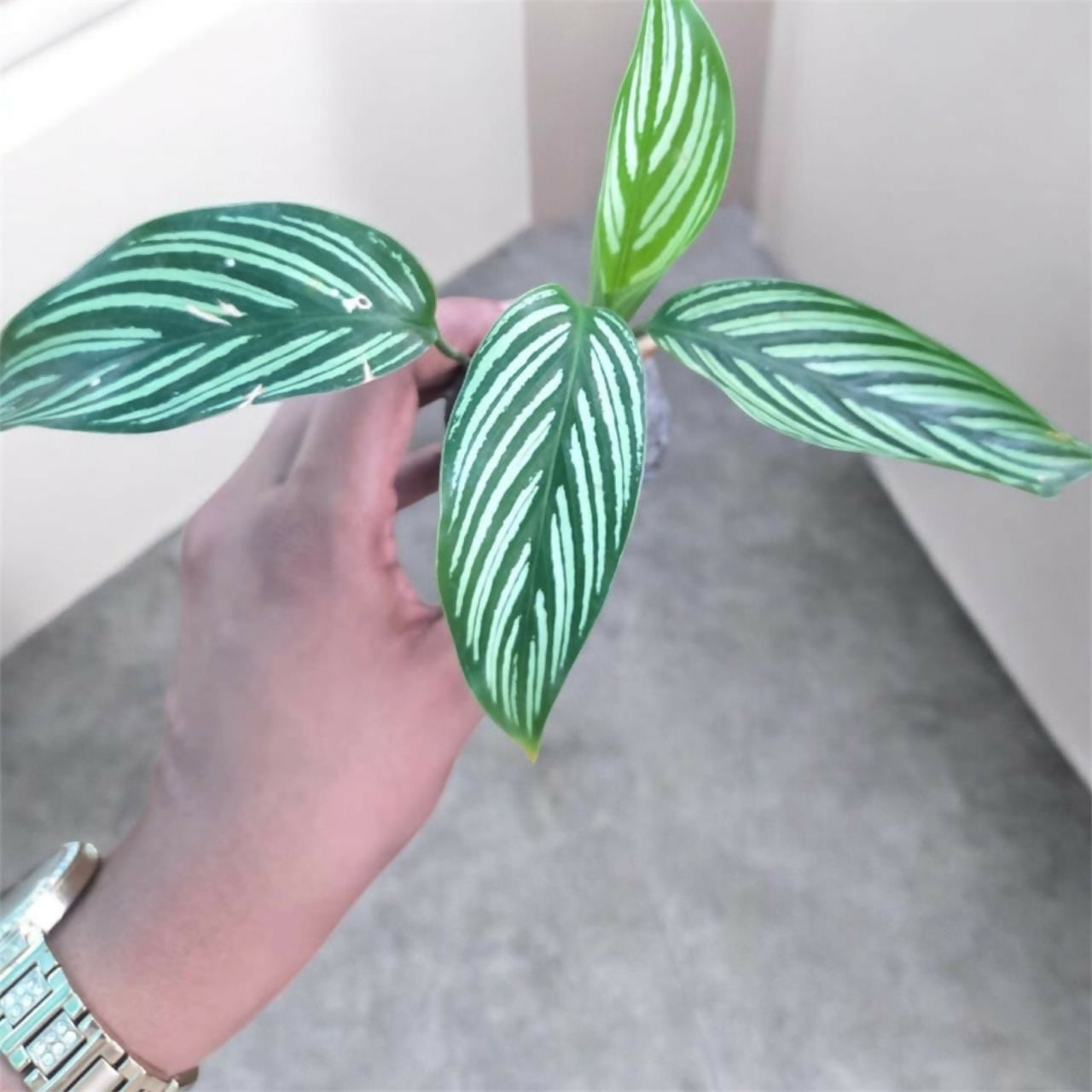 Calathea vittata– Jiffy Sized