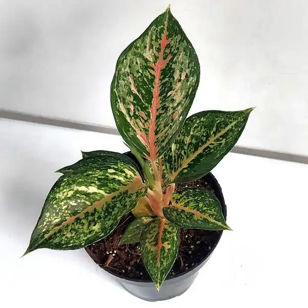 Aglaonema 10 Karat Plant
