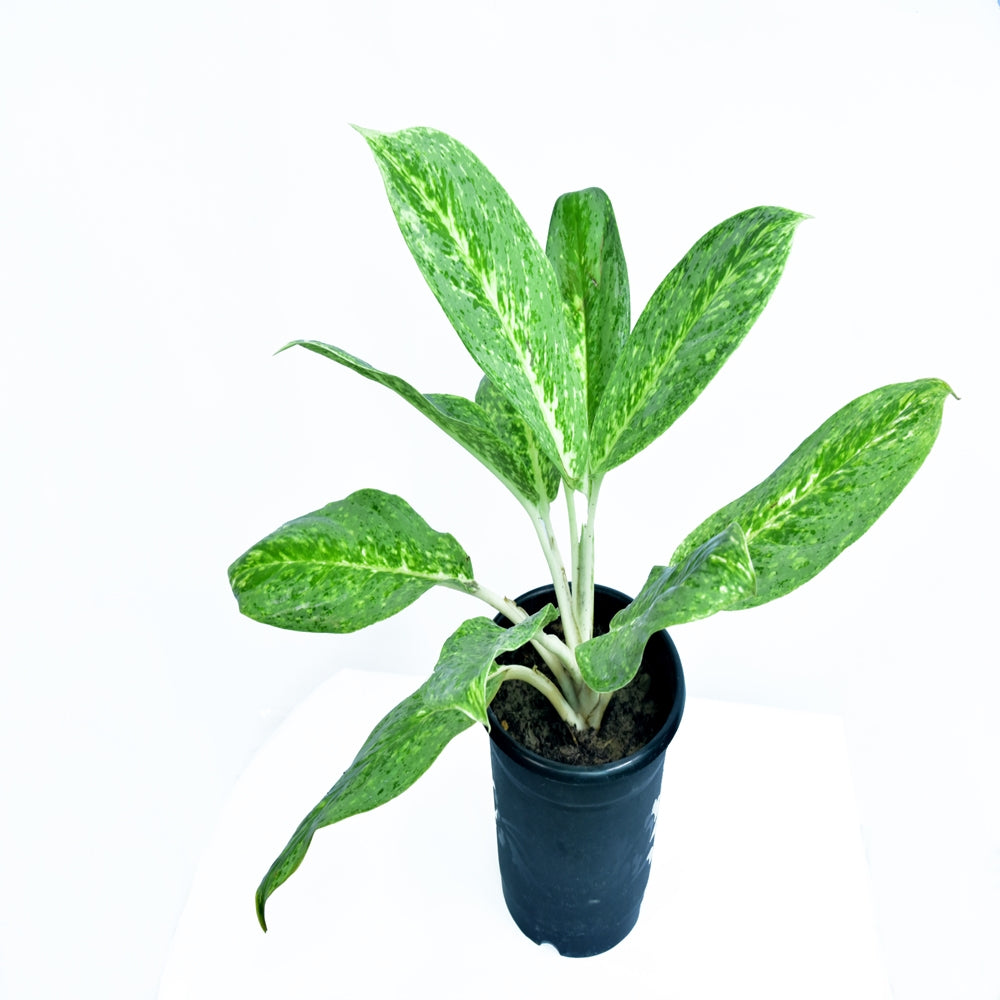 Aglaonema Butterfly (Big)