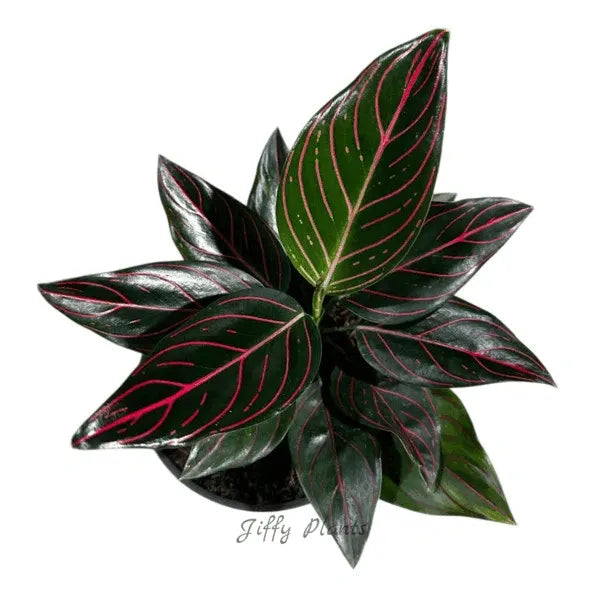 Aglaonema Red Vein, Rotundum Tiger