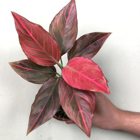 Aglaonema Red vein