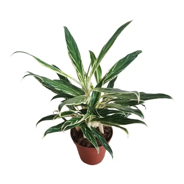 Aglaonema Bamboo