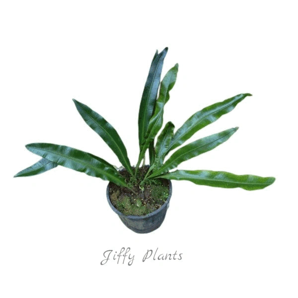 Fern Elaphoglossom Conforme - Rare