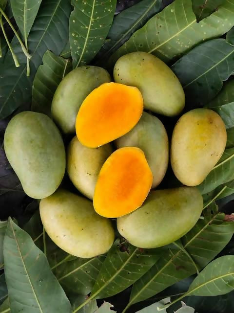 Amrapali Mango Live Plant (Mangifera indica)
