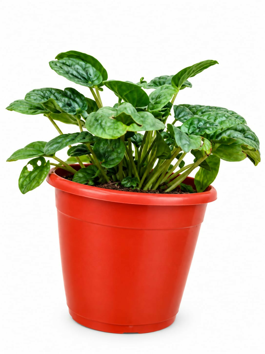 Peperomia ‘Moonlight'- Bushy indoor plant- The Lush Flora