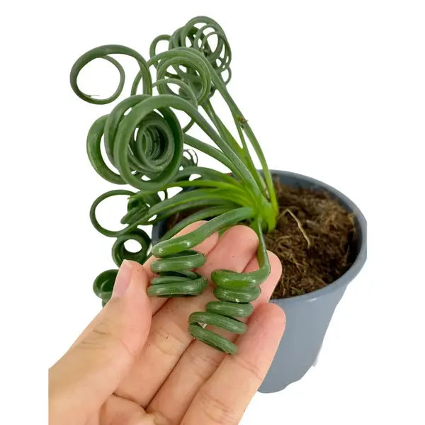 Frizzle Sizzle Plant, Albuca spiralis - Bulb