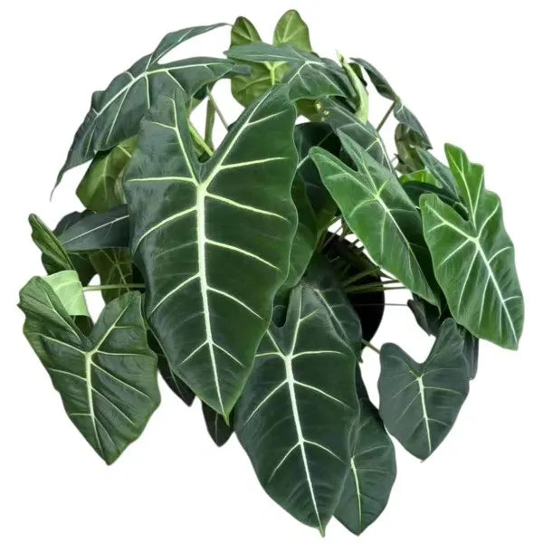 Alocasia Frydek