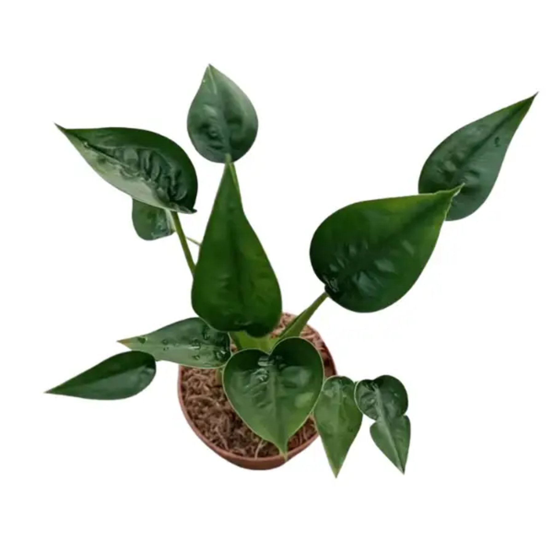 Alocasia Tiny Dancer close up leaf detail – healthy nursery plant – Foliages.in