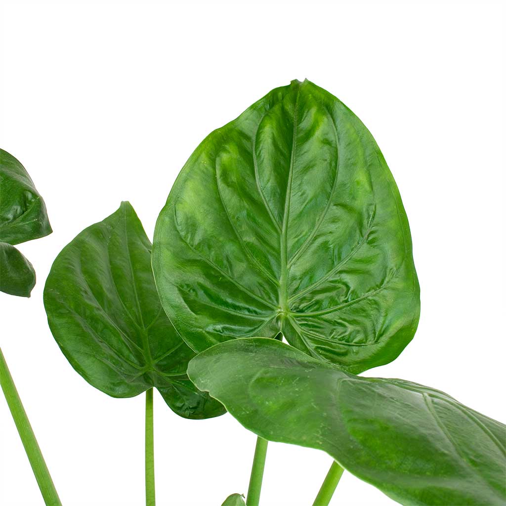Alocasia cucullata - Hooded Dwarf Elephant Ear