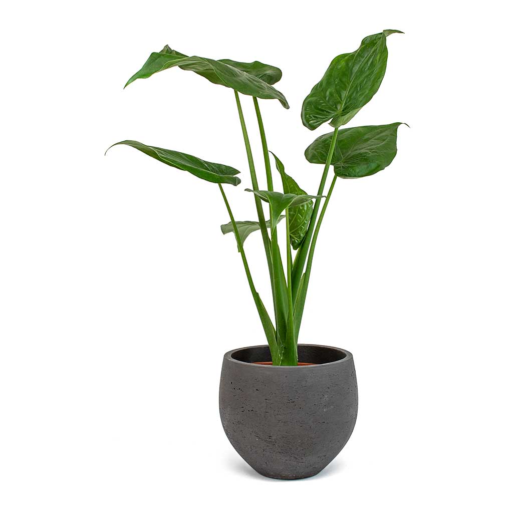 Alocasia cucullata - Hooded Dwarf Elephant Ear