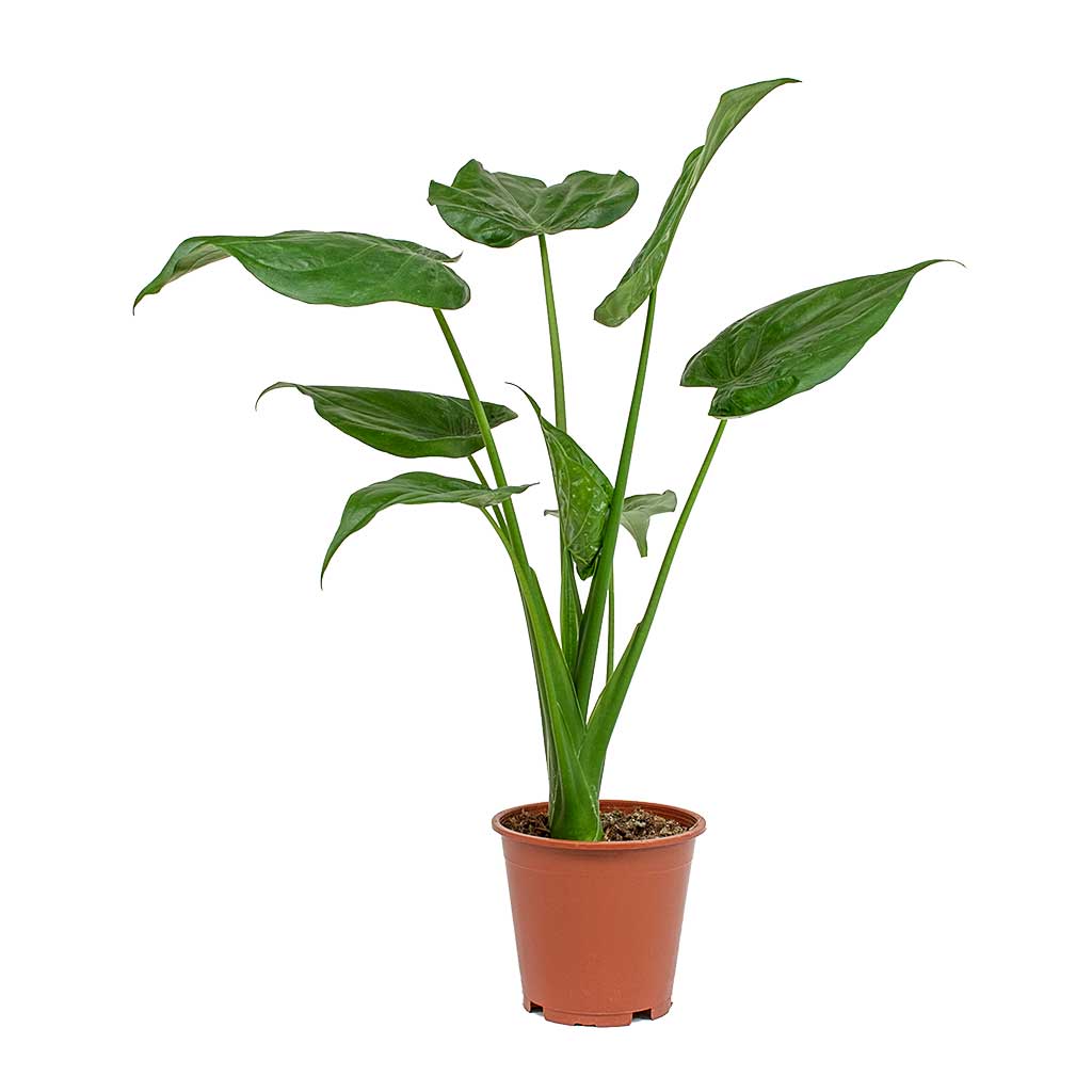 Alocasia cucullata - Hooded Dwarf Elephant Ear