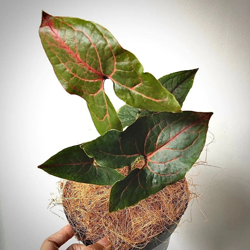 Cyrtosperma Johnstonii- Rare