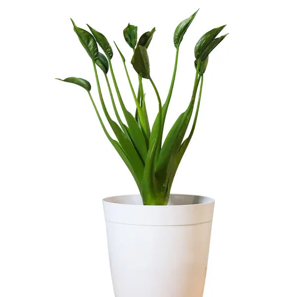 Alocasia Tiny Dancer