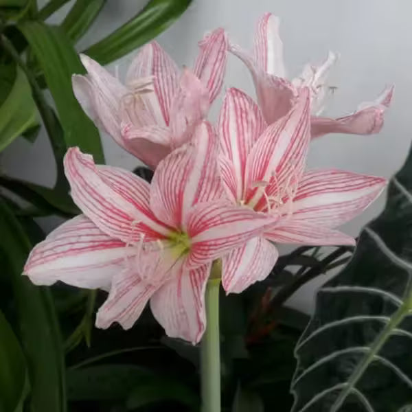 Amaryllis Pink White (Hippeastrum reticulatum var. striatifolium) | Hippeastrum striatifolium - striped amaryllis - Bulb