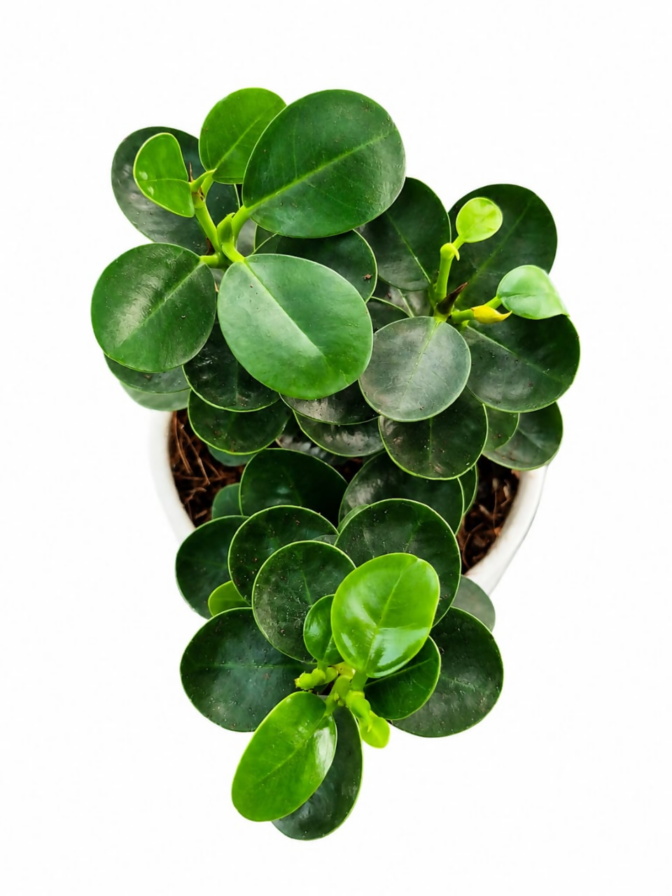 Ficus microcarpa compacta