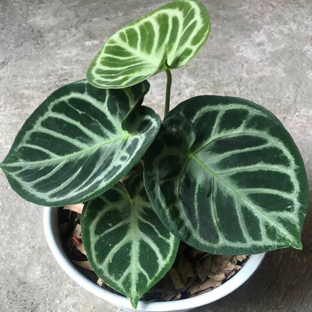 Anthurium Dorayaki domino