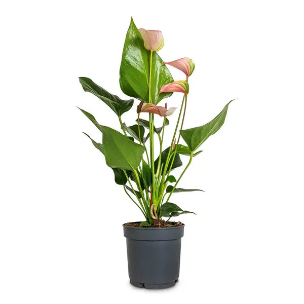 Peach Anthurium Plant