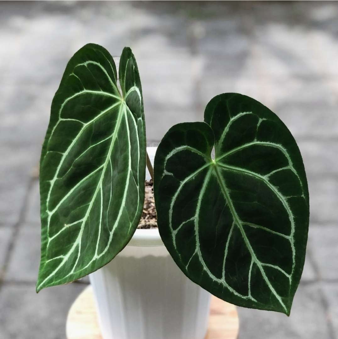 Anthurium Magnificum Live plant - Rare