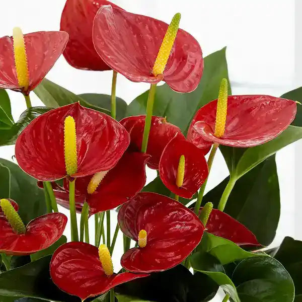 Red Anthurium Plant