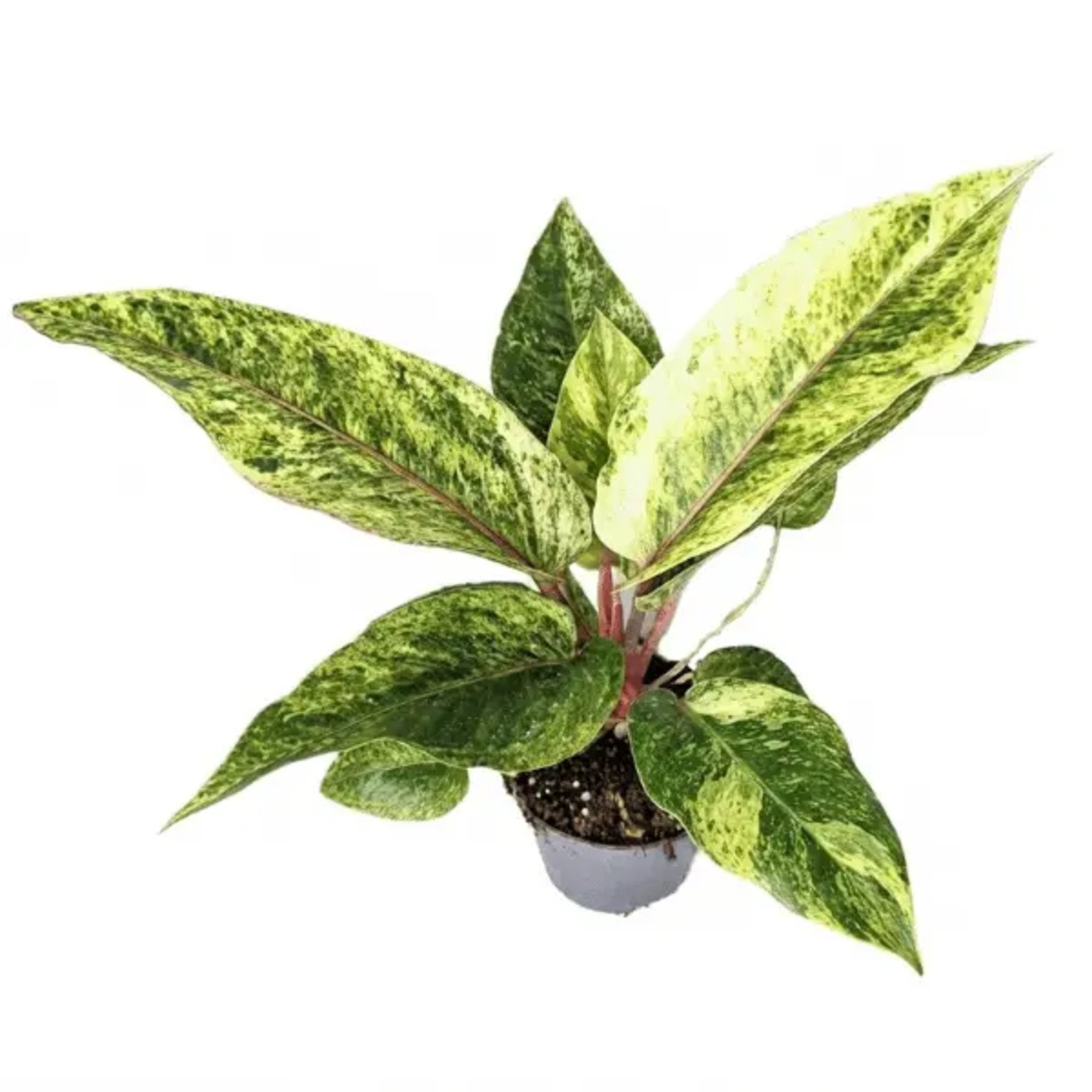 Anthurium Renaissance Variegated – Variegated Anthurium foliage in natural light – Jiffy Sized