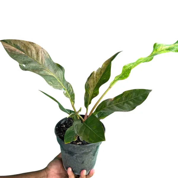 Anthurium Hookeri Tricolor