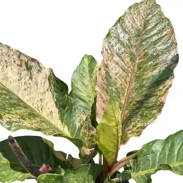 anthurium tricolor Anthurium Hookeri Tricolor – Foliages.in