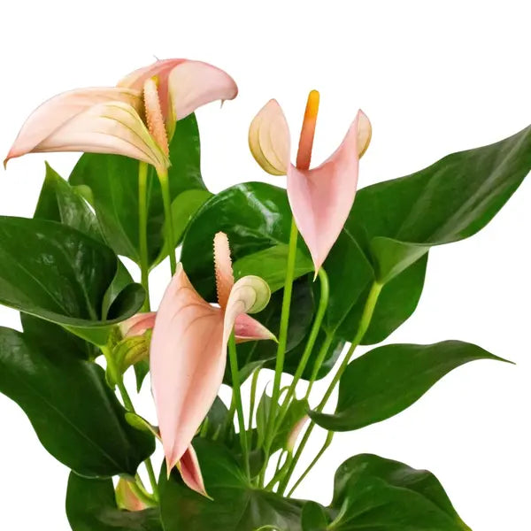 Peach Anthurium Plant