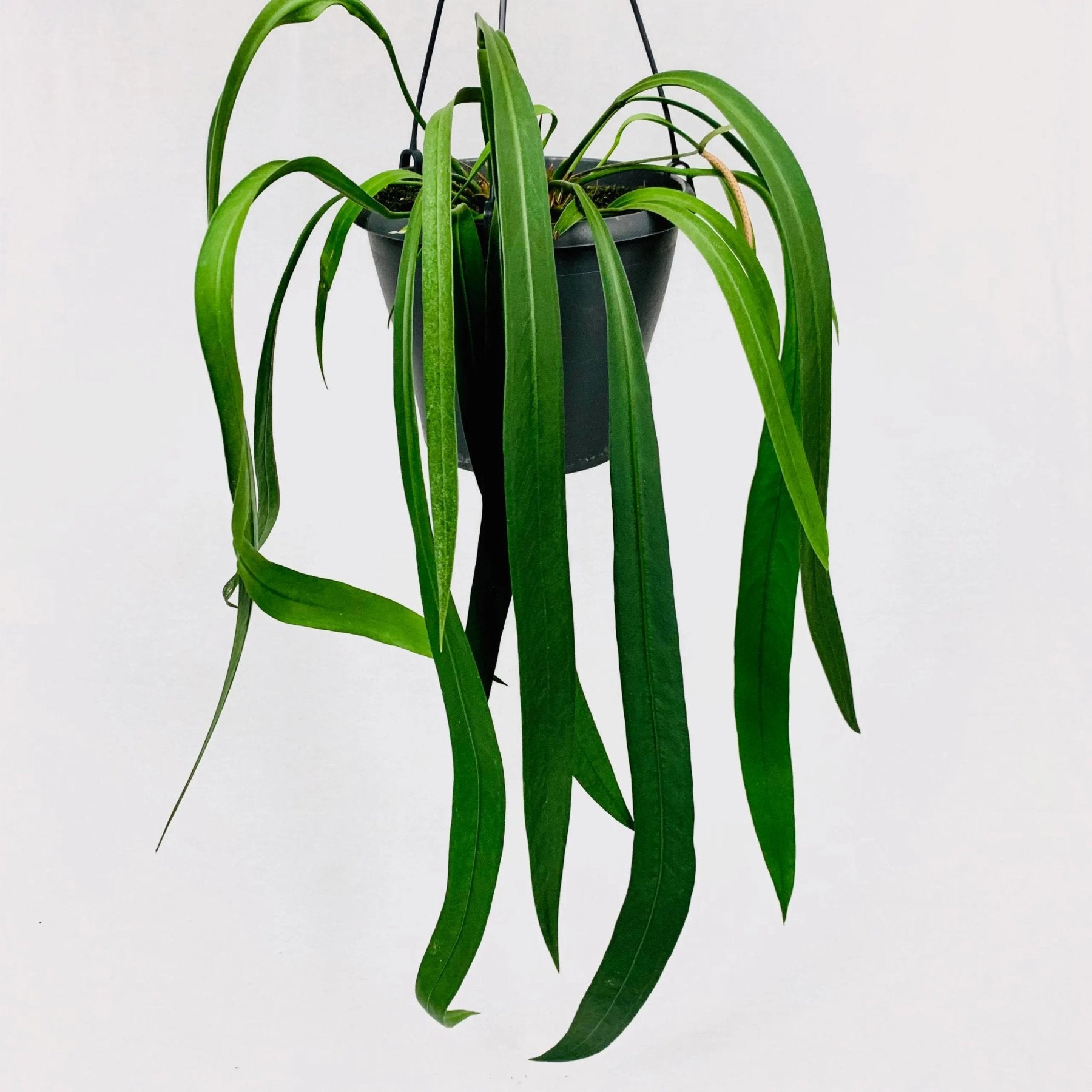 Anthurium Vittarifolium – Anthurium Vittarifolium with elegant strap-like leaves – Jiffy Sized