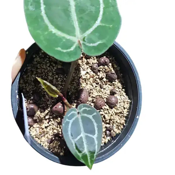 Anthurium 'Michelle' by Doc Block x Self