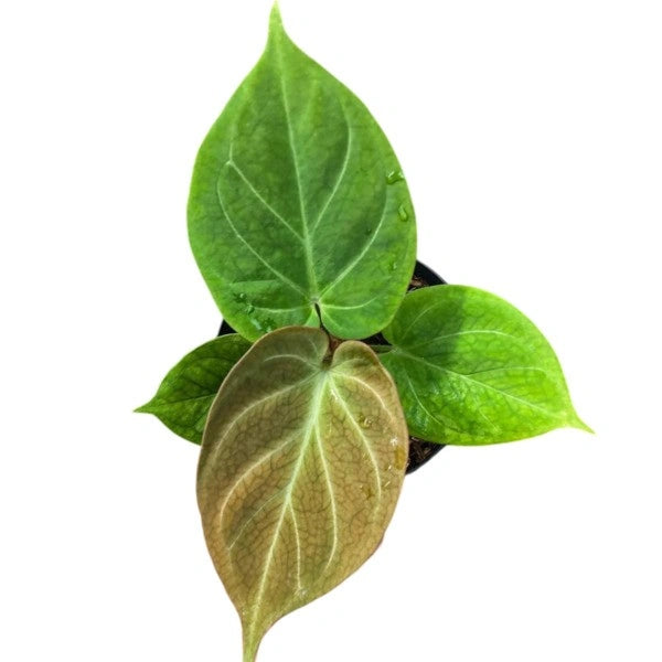 Anthurium King Of Spades Golden