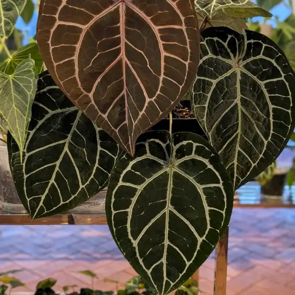 Anthurium Red Crystallinum