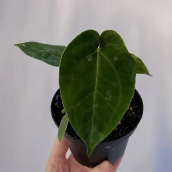 Anthurium Sp Gunayala