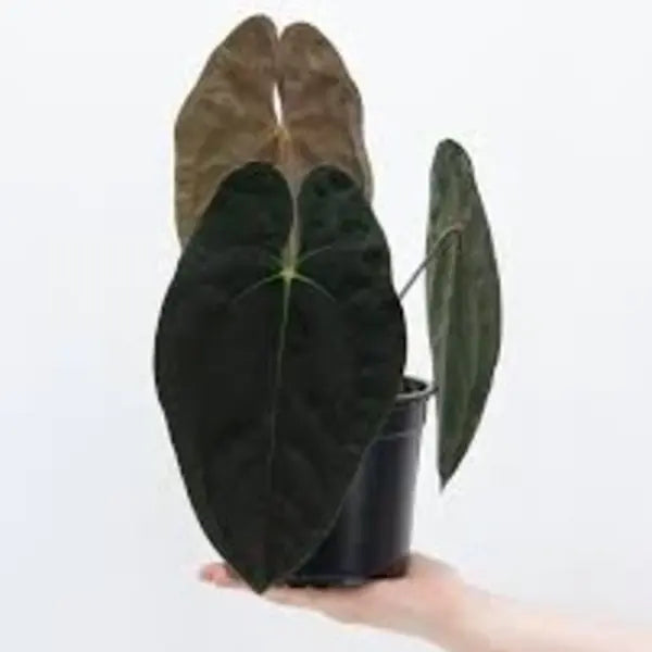 Anthurium Sp Gunayala