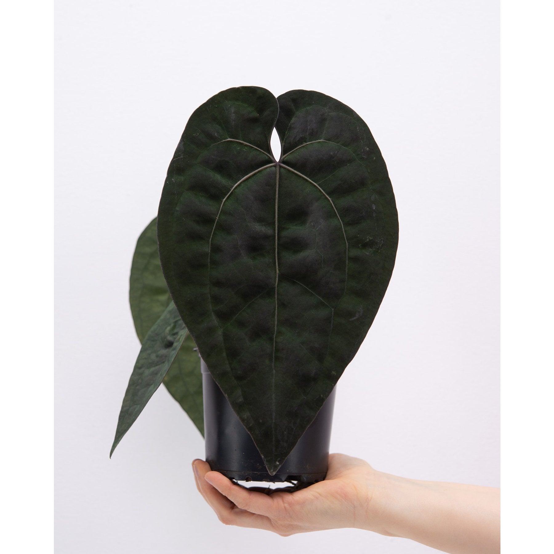 Anthurium Ace of Spades – Anthurium 'Ace of Spades' velvety dark foliage – Jiffy Sized