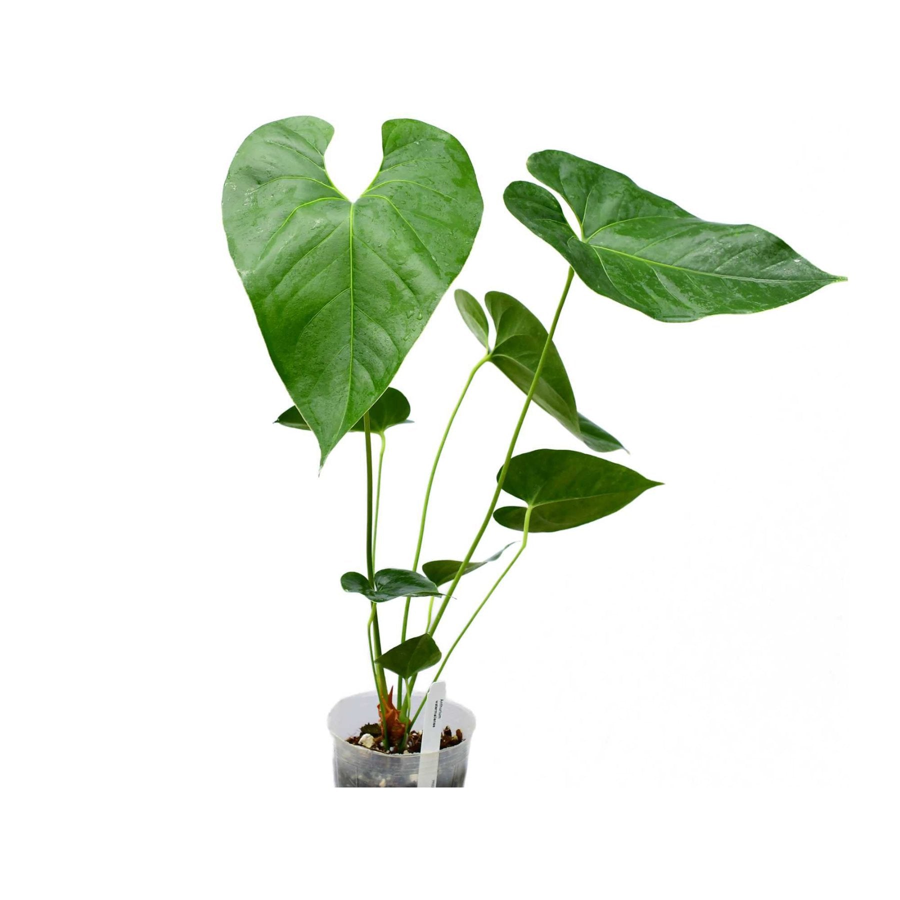 Anthurium Watermaliense close up leaf detail – healthy nursery plant – Foliages.in