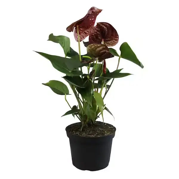Anthurium Chocolate - Double Shoot