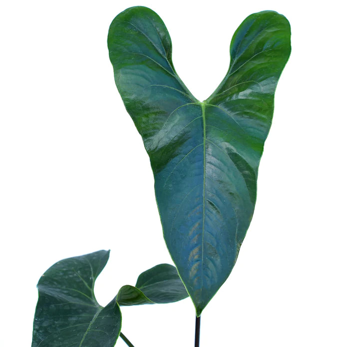 Anthurium Nigrolaminum 'Gigi' - Rare