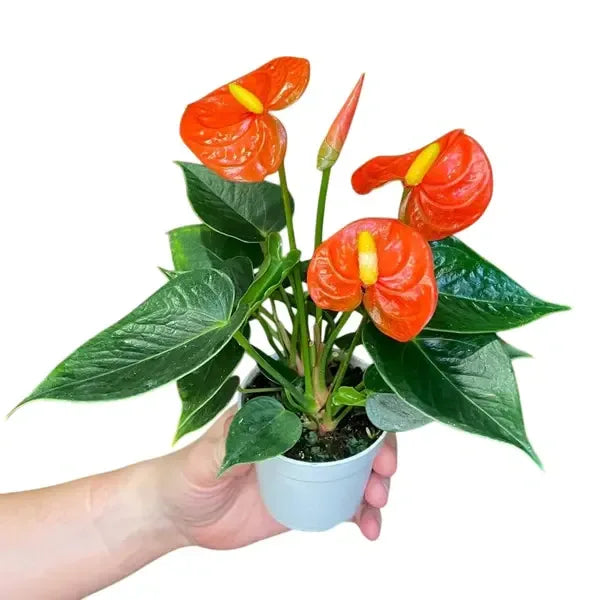 Orange Anthurium Plant - Single Shoot