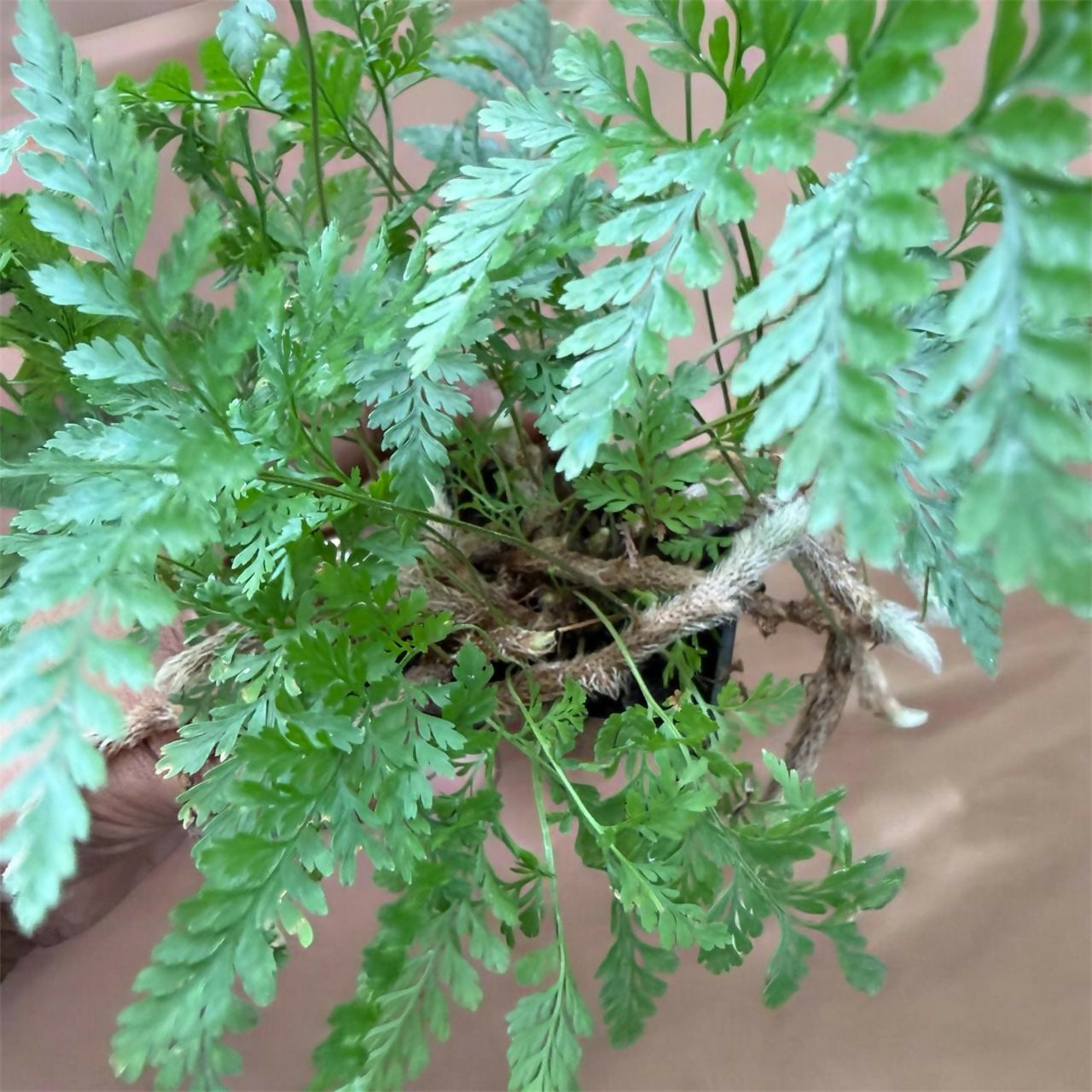 Rabbit's Foot Fern
