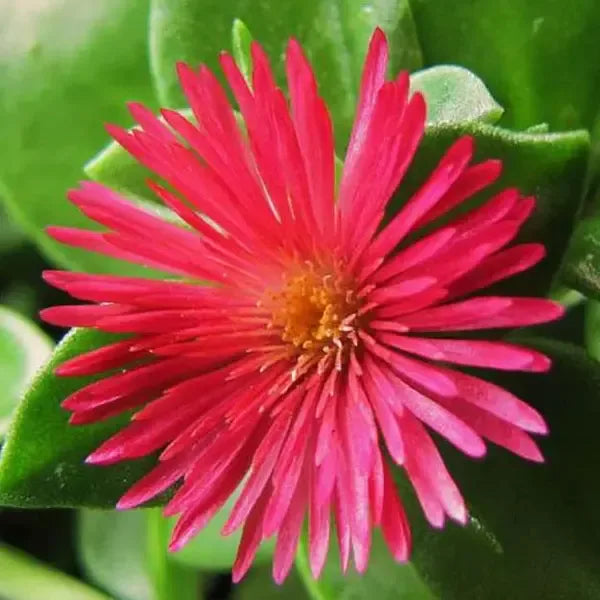 Baby Sun Rose (Aptenia Cordifolia)