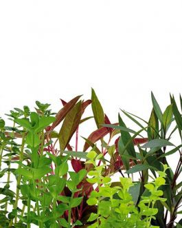 Wholesale Aquatic Plant Combo (40 Stems)