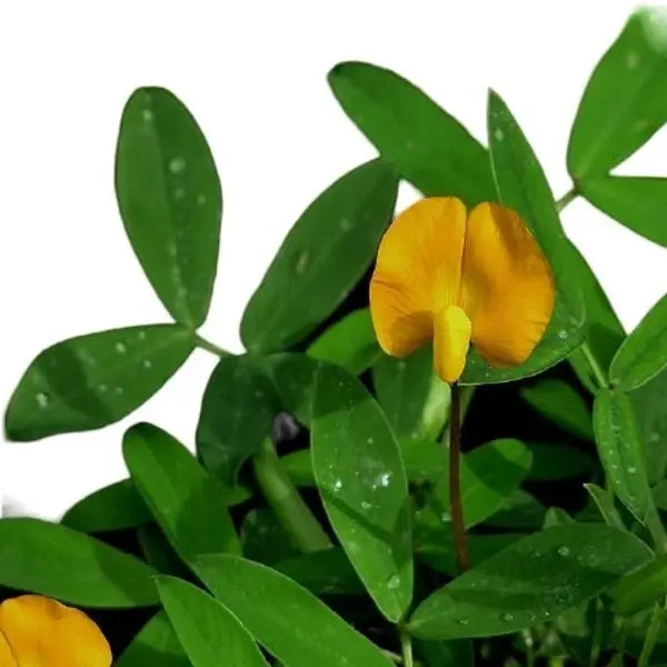 Rhizoma peanut | Arachis glabrata plant