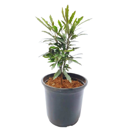 Aralia Black Plant | False aralia (Plerandra Elegantissima)