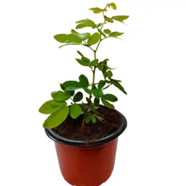 Calliandra Haematocephala Hassk (Red)