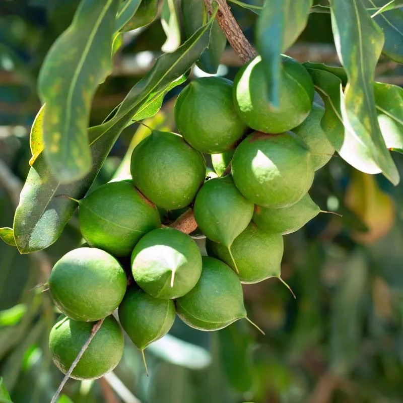 Macadamia Nut Plant - Premium Nut Tree - Keyfarm Wayanad