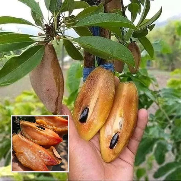 Banana Sapota Plant - Unique Elongated Fruit - Keyfarm Wayanad