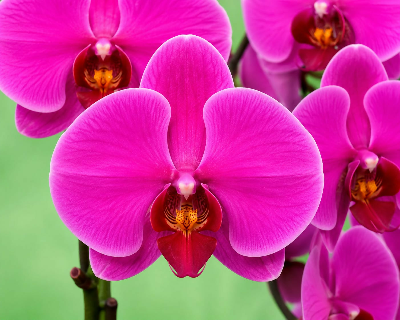 Phalaenopsis-GL080750
