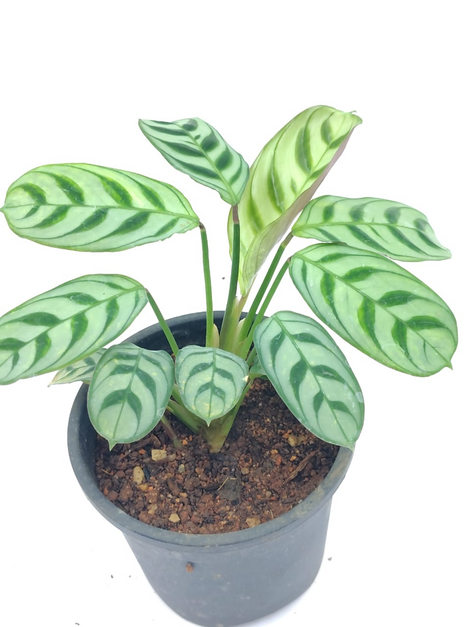 Calathea burle marxii (Calathea Zebrina) – Rare TC Plant - Ethereal DNA