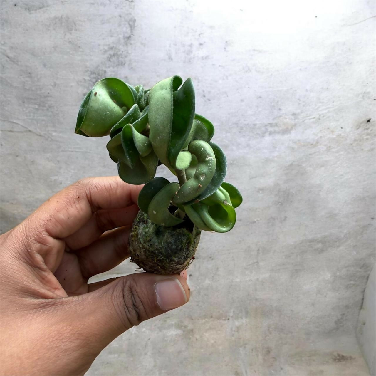 Hoya Hindu Rope-Jiffy sized